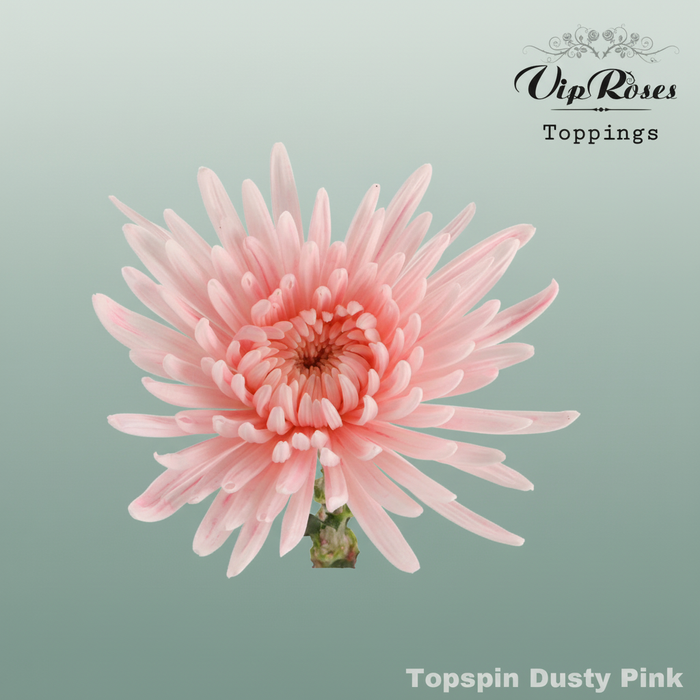Chrysanthemum G Topspin Dyed Dusty Pink