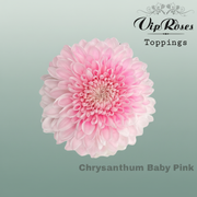 Chrysanthemum G Dyed Baby Pink