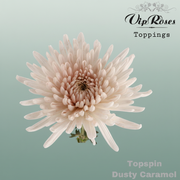 Chrysanthemum G Dyed Topspin Dusty Caramel