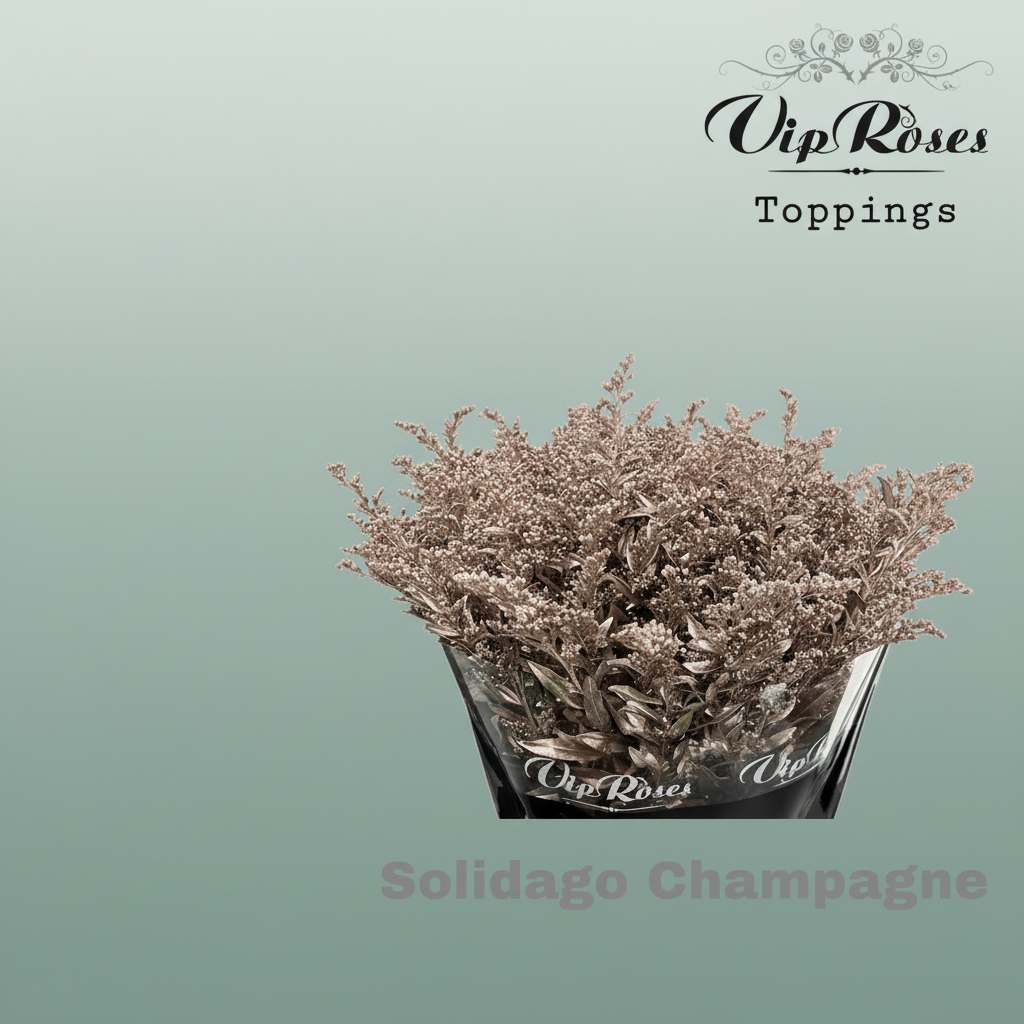 Solidago Dyed Champagne