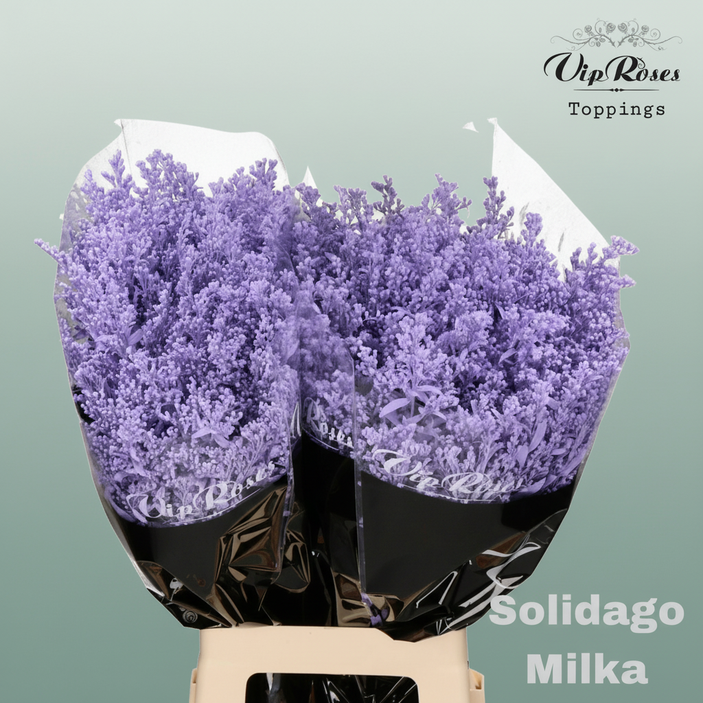 Solidago Dyed Milka