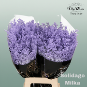 Solidago Dyed Milka