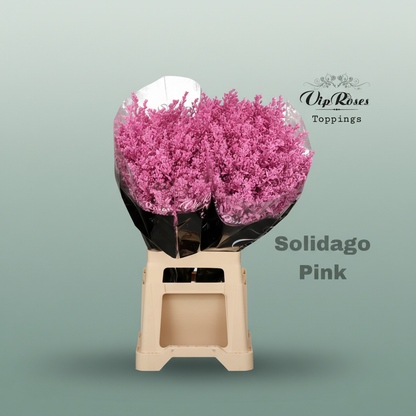 Dyed Pink Solidago Cut Flowers