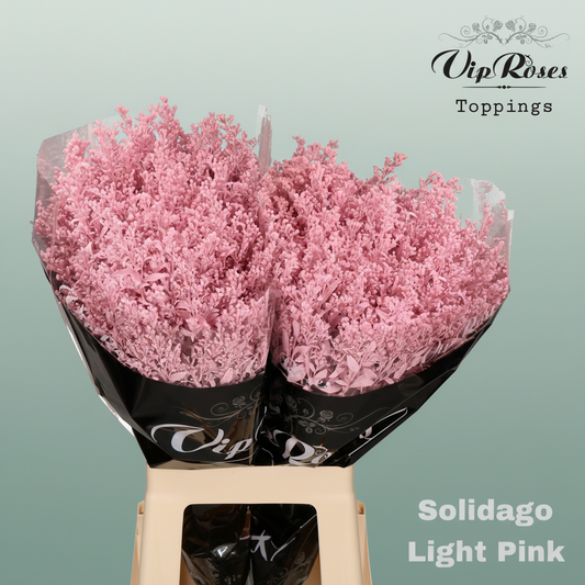 Solidago Dyed Light Pink