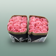 Rose Pink Xpression