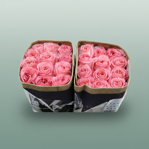 Rose Pink Xpression