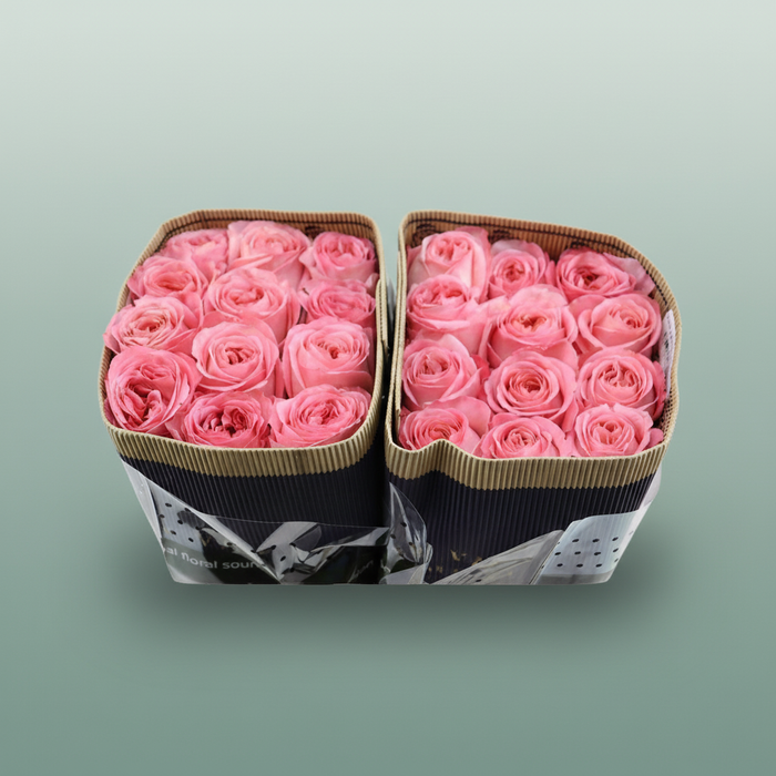 Rose Pink Xpression