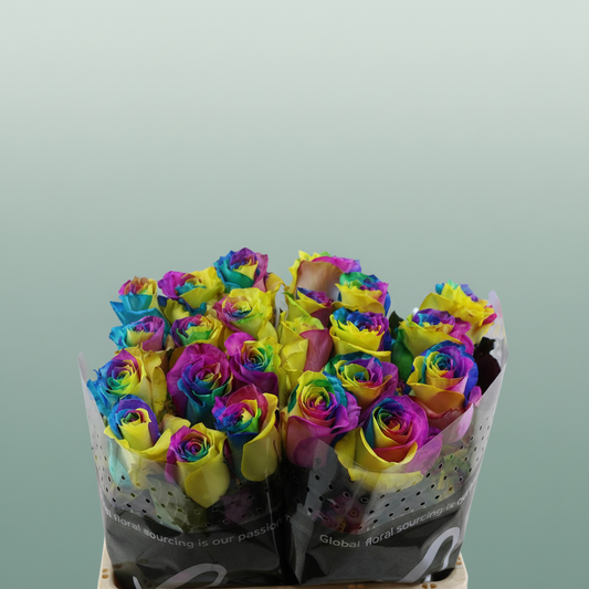 Rose Dyed Tinted Rainbow