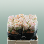 Rose - Rosa - Tiffany