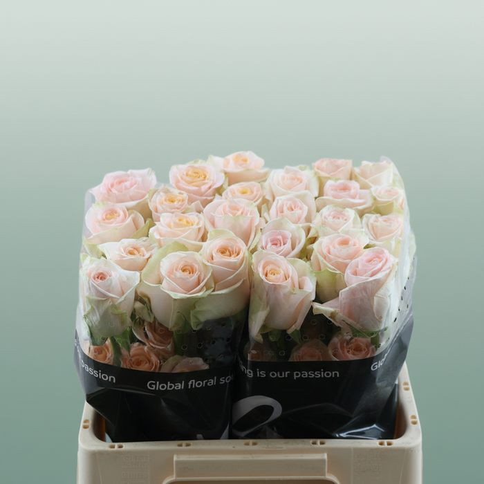 Rose - Rosa - Tiffany