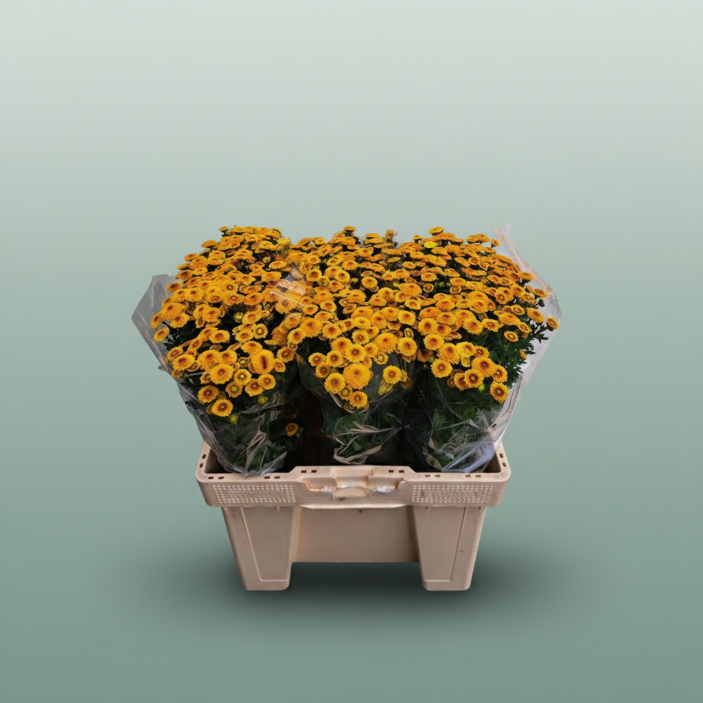 Chrysanthemum Santini Tammy Sunny