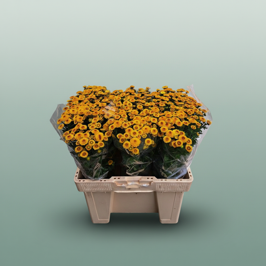 Chrysanthemum Santini Tammy Sunny