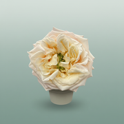 Rose Monet