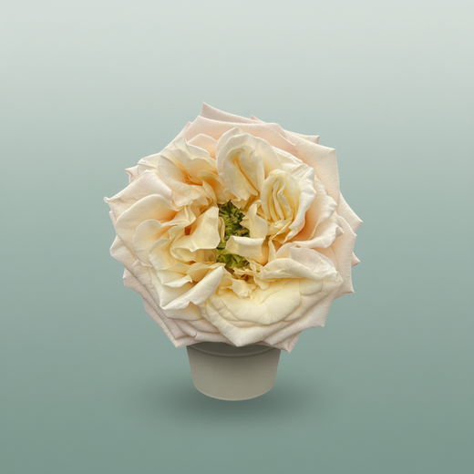Rose Monet