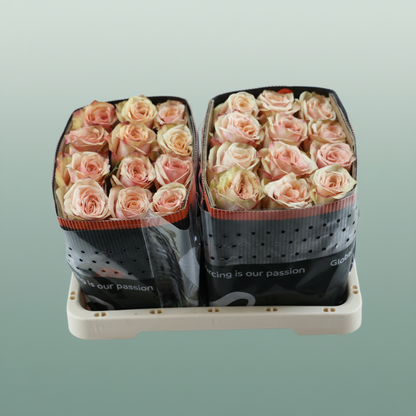 Rose - Rosa - Desert Rose