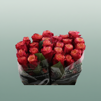 Rose Bogart