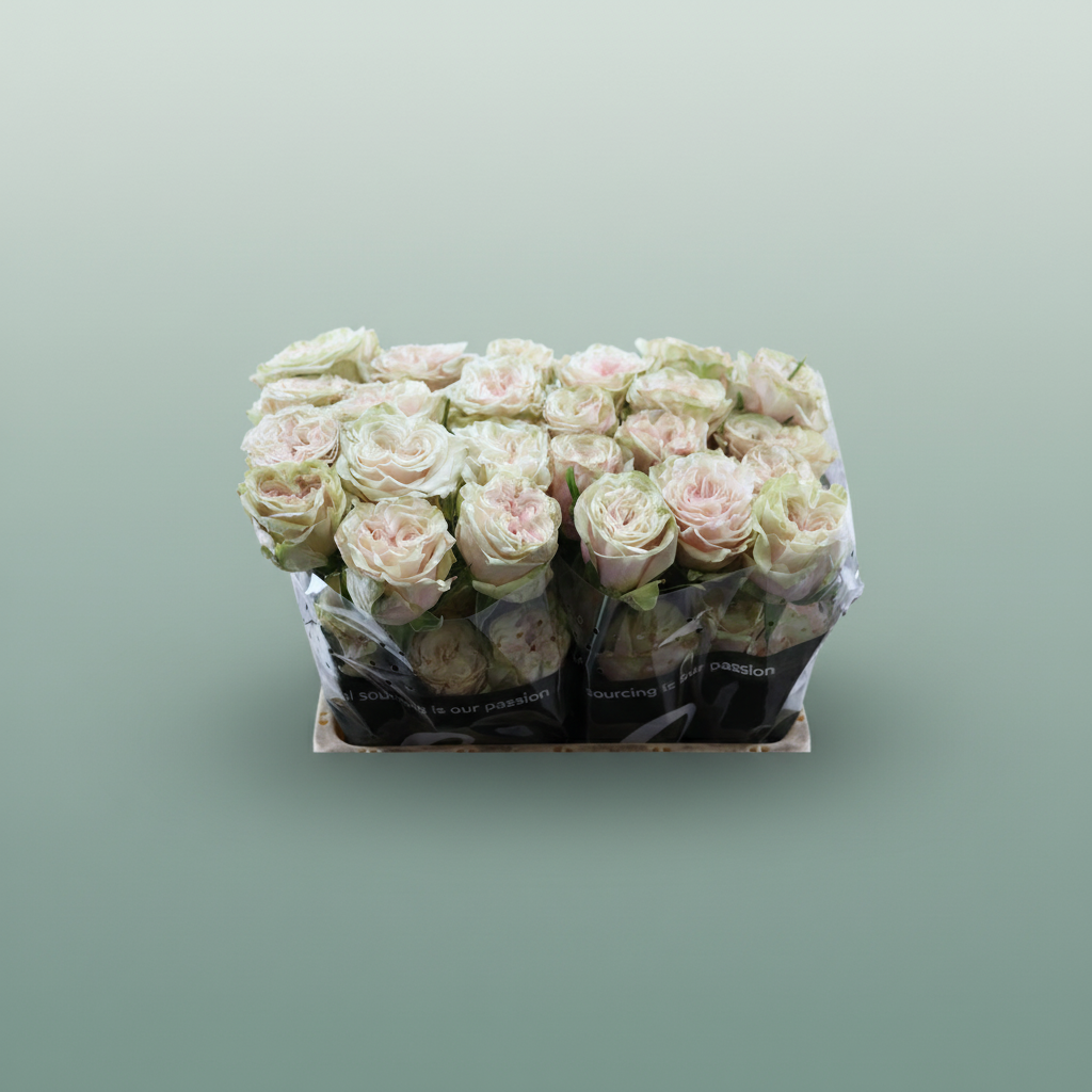 Rose Country Secret – All Occasions Wholesale
