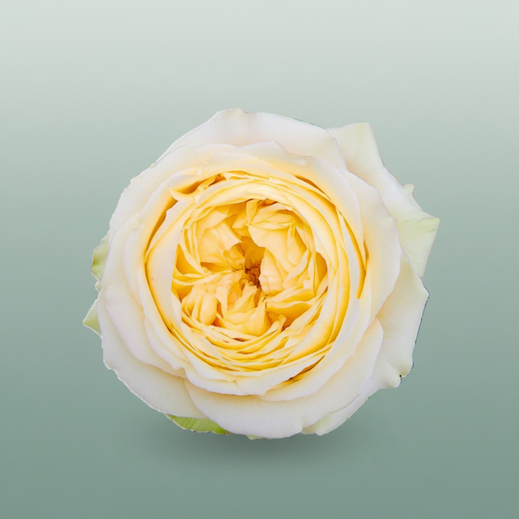 Rose Garden Garden Catalina