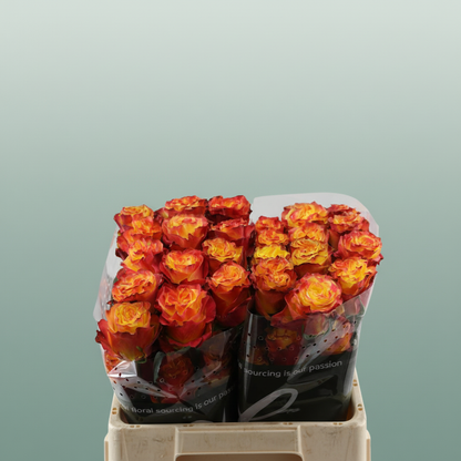 Rose - Rosa - Newsflash