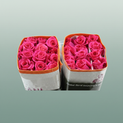 Rose - Rosa - Pink Floyd