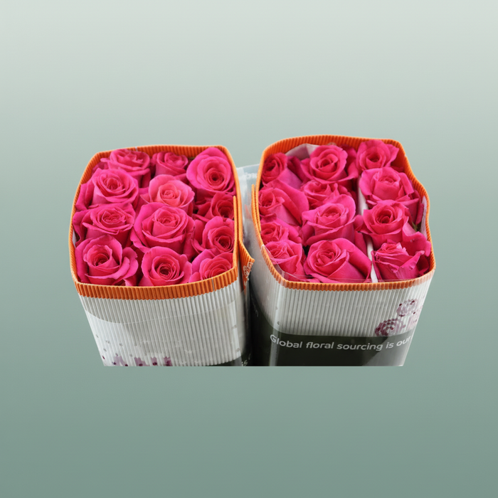 Rose - Rosa - Pink Floyd