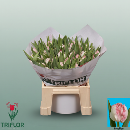 Tulip Neglige