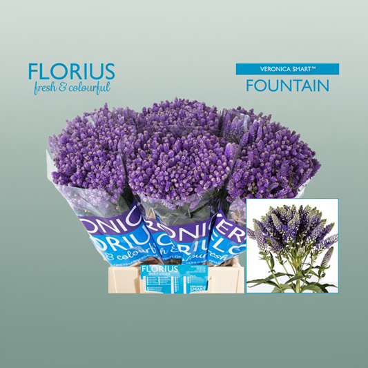 Veronica Smart Fountain