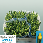 Tulip - Tulipa - Strong Gold