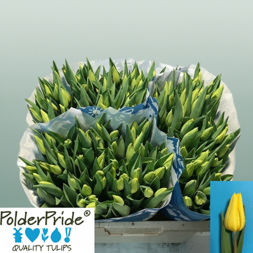 Tulip - Tulipa - Strong Gold