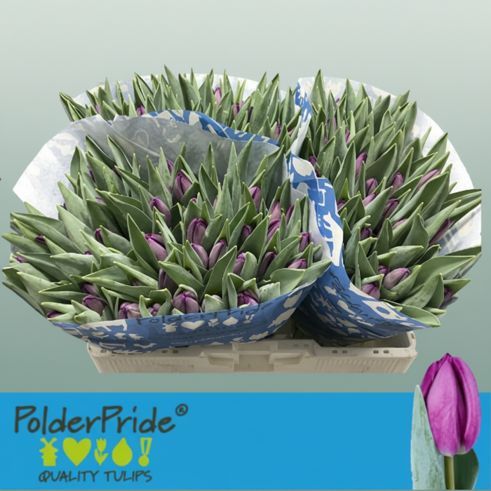 Tulip Bullit