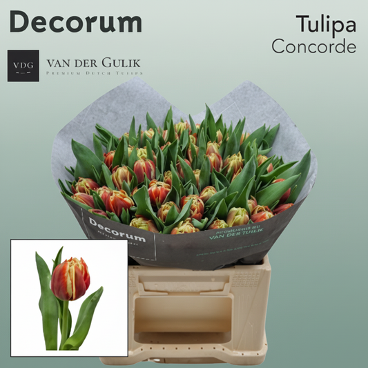 Tulip Concorde
