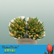 Tulip - Tulipa - Time Out