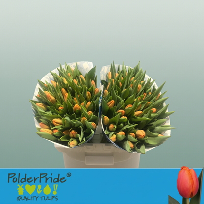 Tulip - Tulipa - Time Out