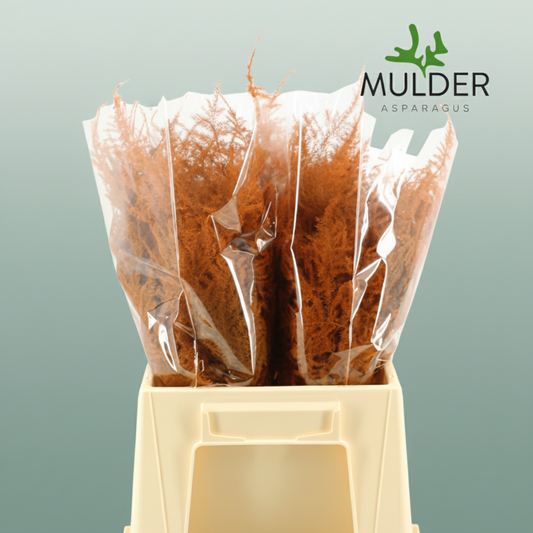 GR Asparagus Orange Dyed