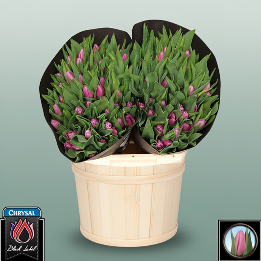 Tulip Sirikit