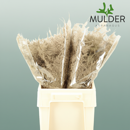 GR Asparagus Antique Dyed