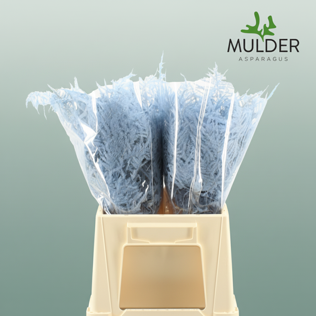 GR Asparagus Light Blue Dyed