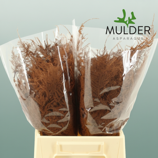 GR Asparagus Terracotta Dyed