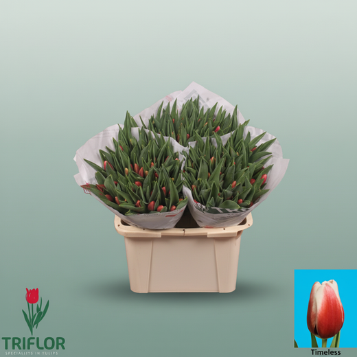 Tulip - Tulipa - Timeless