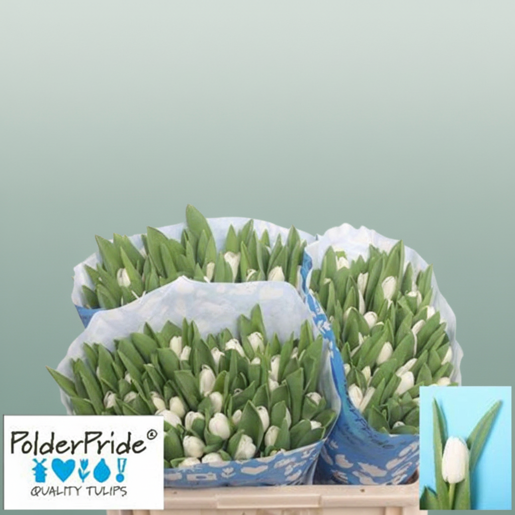 Tulip - Tulipa - Royal Virgin