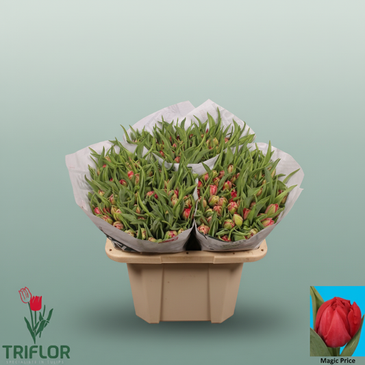 Tulip Magic Price