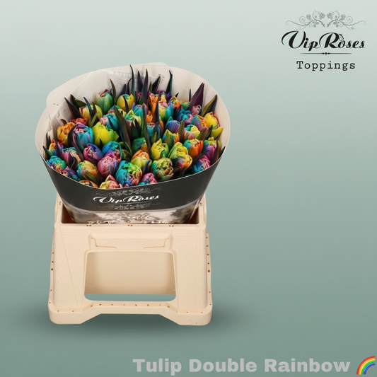 Tulip Dyed Double Rainbow