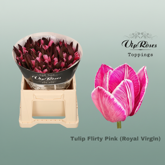 Tulip Dyed Flirty Pink