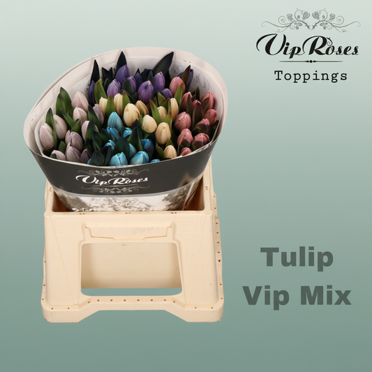 Tulip Dyed Vip Mix