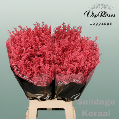 Solidago Dyed Koraal