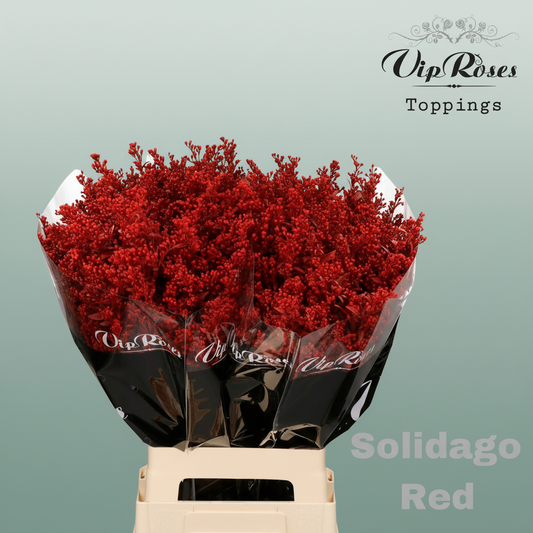 Solidago Dyed Red