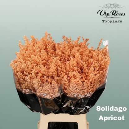 Solidago Dyed Apricot