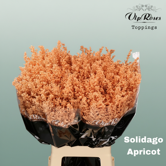 Solidago Dyed Apricot
