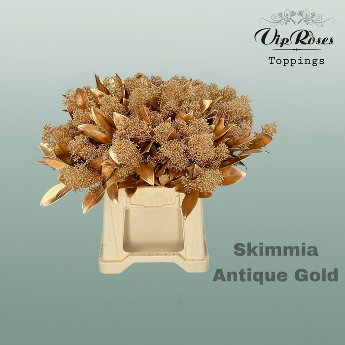 Skimmia Dyed Antique Gold
