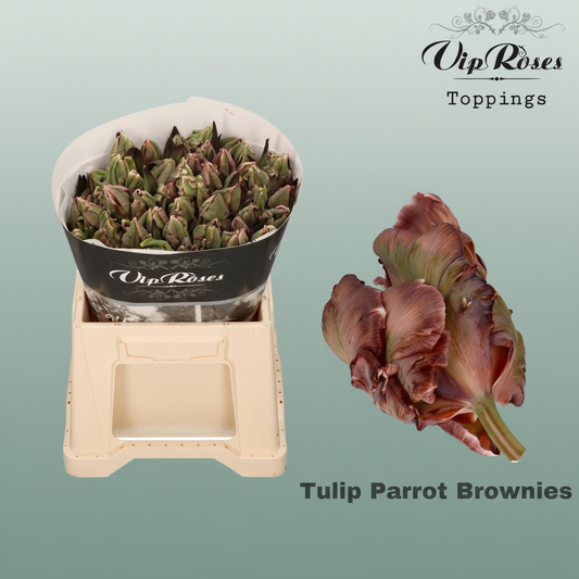 Tulip Dyed Parrot Brownies